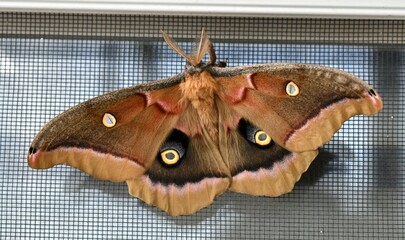 Polyphemus moth