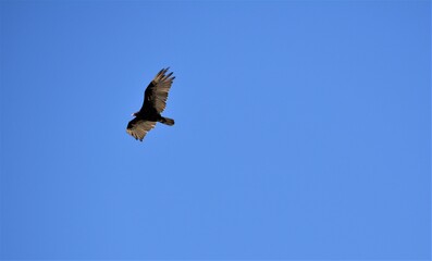 Flying vulture on a clear sunny day.