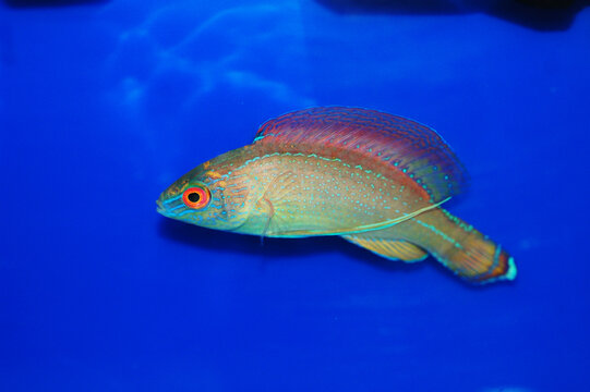 Pyle's Fairy wrasse (Blue Margin) - Cirrhilabrus pylei
