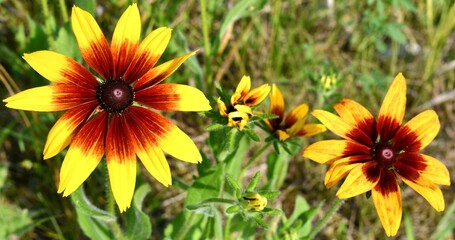 Black eyed susan 