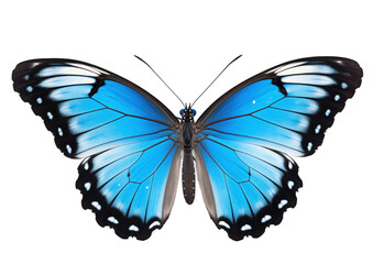 Obraz premium Blue Butterfly With Open Wings On Transparent Background