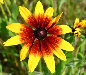 yellow flower in the garden