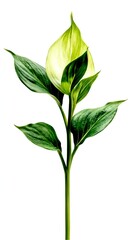 hosta on a white background. Outdoor Ornamental Plant