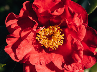 Close up of a Camellia