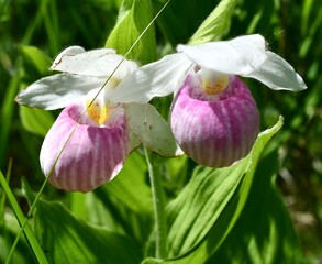 iris flower closeup