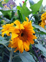 Fototapeta premium girasoles