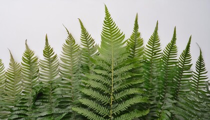 A vibrant green fern leaf beautifully isolated on white background, showcasing its intricate details and natural elegance. Perfect for nature lovers and botanical enthusiasts. Mockup