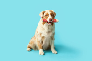 Cute Australian Shepherd dog with newspaper sitting on blue background