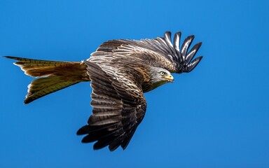 Fototapeta premium Majestic red kite soaring in the clear blue sky
