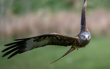 Fototapeta premium Close-up shot of a red kite in flight with a blurred green background