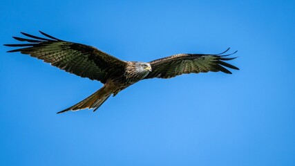 Fototapeta premium Majestic red kite soaring in the clear blue sky