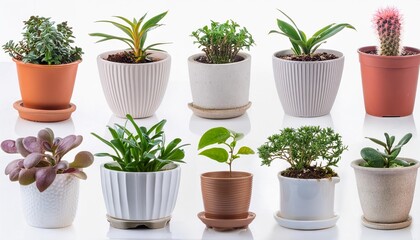 Various types of indoor plants beautifully arranged in eco-friendly pots, isolated on white background. Lush greenery and natural elegance, perfect for nature lovers and sustainable living enthusiasts