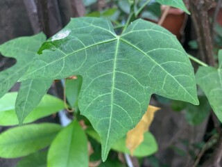 Mexican kale leaf in the garden, green leaves on the tree
