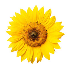 Obraz premium Bright Yellow Sunflower Blooming On Transparent Background