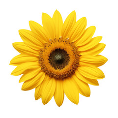 Fototapeta premium Bright Yellow Sunflower Isolated On Transparent Background