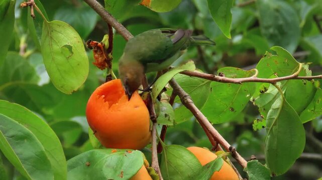 Chestnut-backed tanager (Stilpnia preciosa) female feasting on a ripe persimmon on the tree.