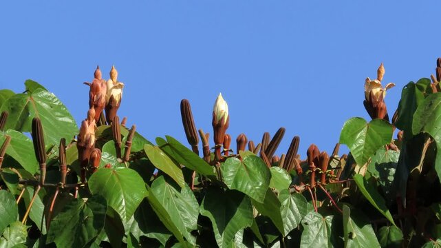 Tropical gardens, Ochroma pyramidale white flower