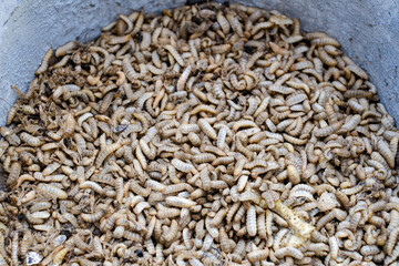 Larvae of Black Soldier Fly (Hermetia illucens) for protein animal feed ingredient
