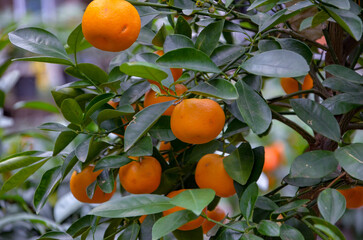 healthy and ripe oranges on the tree