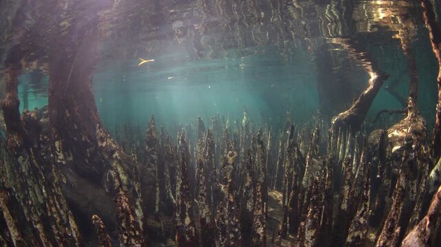Sharp roots, called pneumatophores, rise from the shallow seafloor of a mangrove forest along the coast of Lembata, Indonesia. This type of root is used by black mangrove trees to capture oxygen.