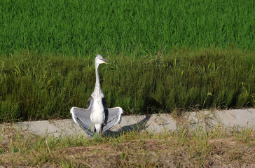 羽根を干すアオサギ