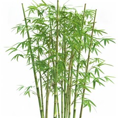 Obraz premium Lush green bamboo forest with slender stems and delicate leaves, perfect for nature-themed projects and designs.