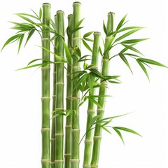 Obraz premium Lush green bamboo stalks with vibrant leaves, symbolizing strength, flexibility, and tranquility in nature.