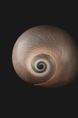 Close up macro photograph of a spiralled seashell against a dark background.