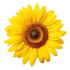 Obraz premium Closeup Of Sunflower On Transparent Background