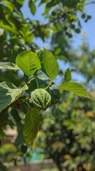 Green walnut growing on a tree 