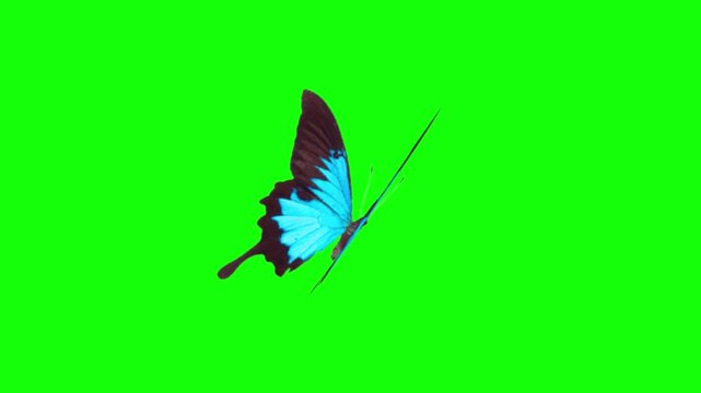 Green screen free video of butterfly on a green background butterfly, insect, nature, isolated, wing, white, 