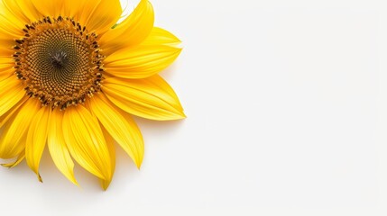 Obraz premium Detailed sunflower, seeds clearly visible among the bright yellow petals, isolated on a plain background with space for advertising text