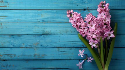 Pink hyacinth against blue wooden backdrop