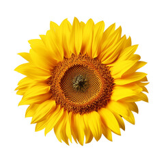 Obraz premium Bright Yellow Sunflower On Transparent Background