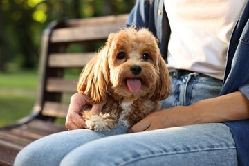 Woman with cute dog on bench in park, closeup
