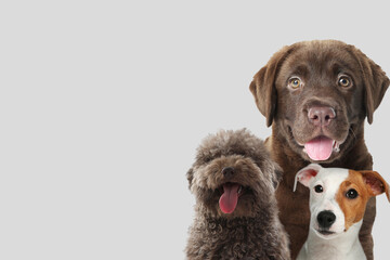 Adorable dogs on light grey background. Space for text