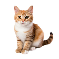 Cute Orange Tabby Cat Sitting And Looking Forward