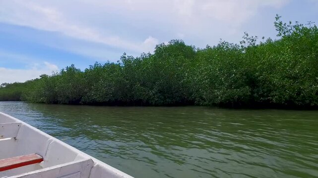 mangroves at pacific ocean coast line in colombia