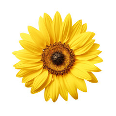 Bright Sunflower Isolated On Transparent Background