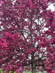 Spring Cherry Blossoms