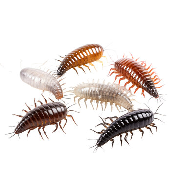 Assorted Colorful Isopods Displayed On Transparent Background