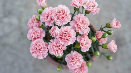 Light pink carnations, occupying the center of the image, inside a pot seen from above 