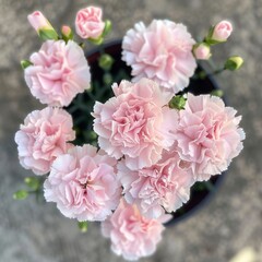 Fototapeta premium Light pink carnations, occupying the center of the image, inside a pot seen from above 