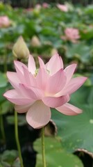 Lotus flower in Pond 