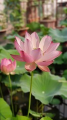 Obraz premium Lotus flower in Pond 
