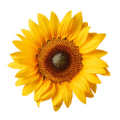 Obraz premium A bright yellow sunflower in full bloom, showcasing its intricate petals and dark center against a white background This vibrant flower symbolizes happiness and natural beauty