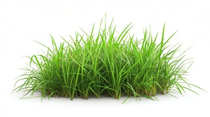Lush Green Grass Patch