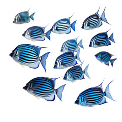School Of Blue And Black Striped Tropical Fish Swimming In Water