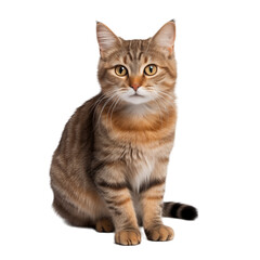 Tabby Cat Sitting On Transparent Background