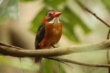 The green-backed kingfisher (Actenoides monachus) is a species of bird in the family Alcedinidae endemic to North Sulawesi, Indonesia